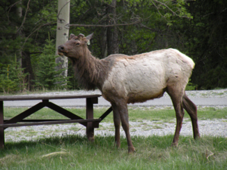 Canada - Elk