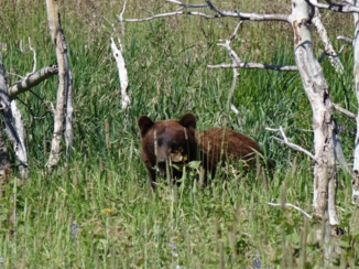 Rondreis West-Canada - Black Bear
