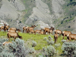 Rondreis West-Canada - Deer Yellowstone