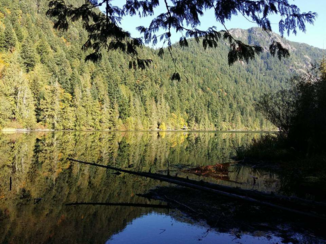 Tofino