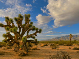 Verenigde Staten - Joshua Tree NP
