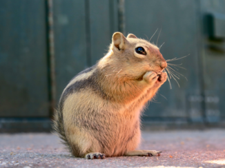 Verenigde Staten - Chipmunk@The Rocky Mountains