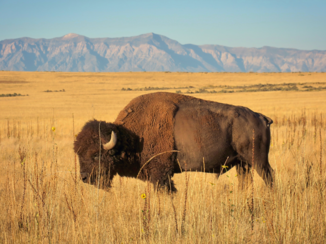 Verenigde Staten - Bizon@Antelope island (SLC)