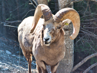 Rondreis West-Canada - Mountain sheep