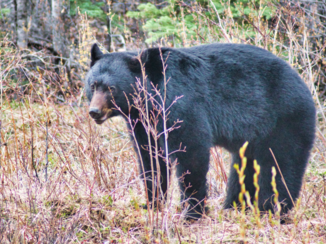Rondreis West-Canada - Black bear