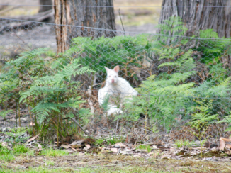 Travel Essence - Wallaby op Bruny Island (Tasmanië)
