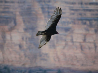 Grand Canyon - Tijd rovend