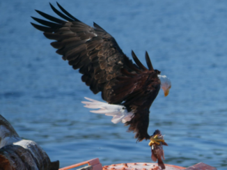 Rondreis West-Canada - Bad eagle