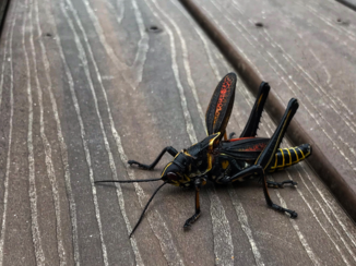 Verenigde Staten - Is maar 8 cm...beestjes zijn er ook. New Orleans